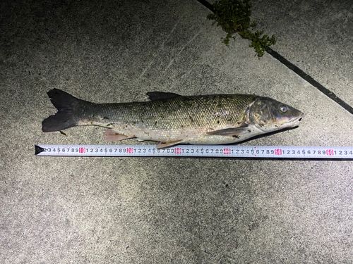 マルタウグイの釣果