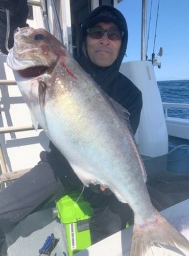 メダイの釣果