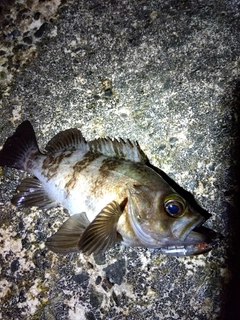 クロメバルの釣果