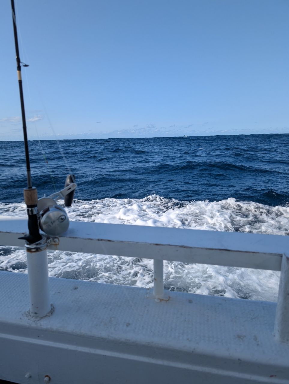 リリースサイズさんの釣果 3枚目の画像