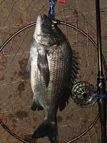 釣果