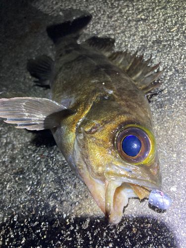 メバルの釣果