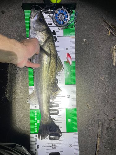 フッコ（マルスズキ）の釣果
