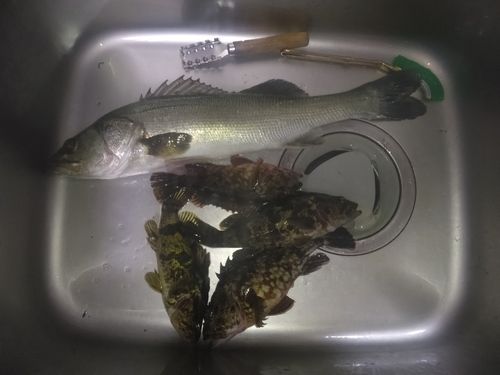 セイゴ（マルスズキ）の釣果