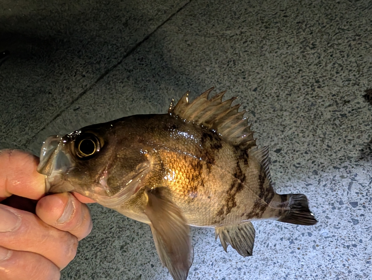 DAIWA 21ルビアス エアリティ FC LT2500S-XH-QDの最安値