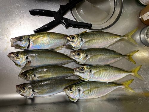 アジの釣果