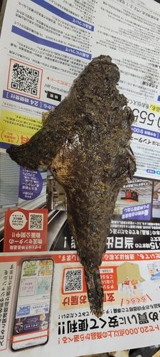 オニオコゼの釣果