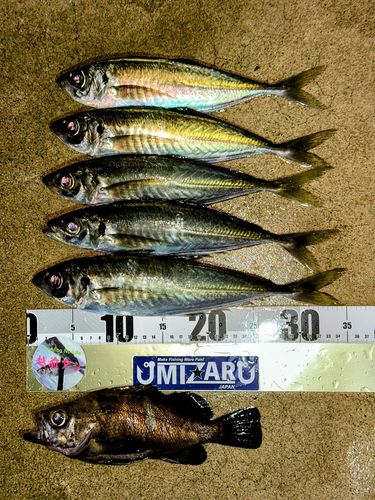 アジの釣果