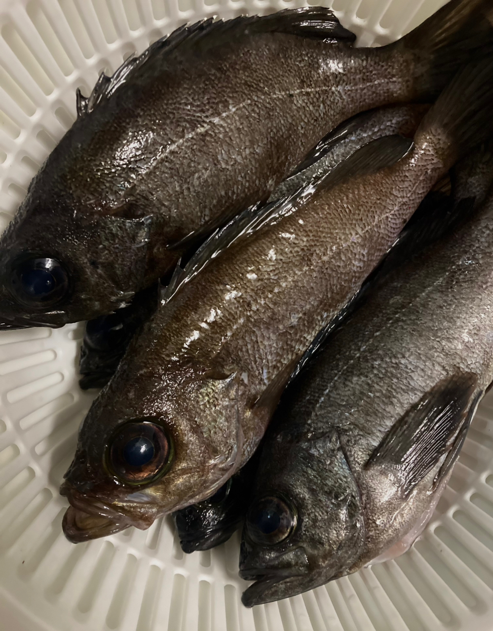 SHIMANO 22ソアレ SS アジング S68SUL-Sの最安値・インプレ