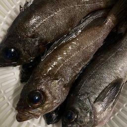 メバル