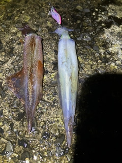 ヤリイカの釣果