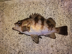 メバルの釣果