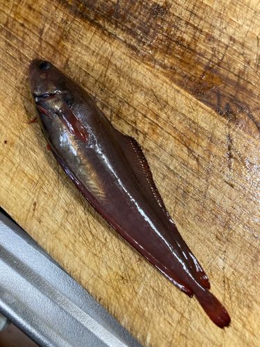 エゾイソアイナメの釣果