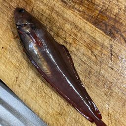 エゾイソアイナメ