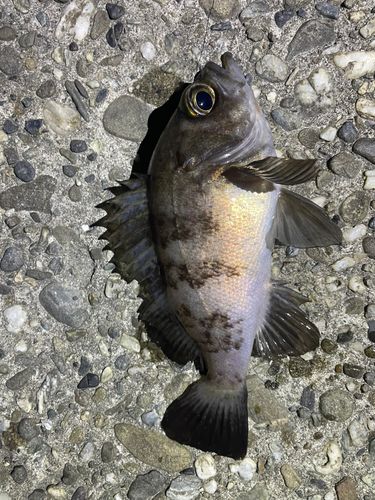 シロメバルの釣果