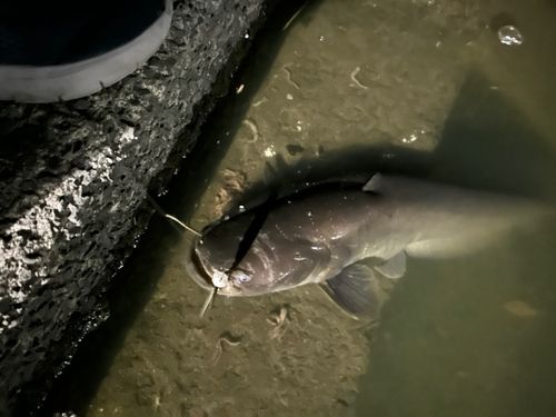 フッコ(マルスズキ)の釣果