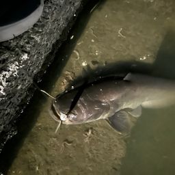 フッコ（マルスズキ）