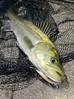 フッコ（マルスズキ）の釣果