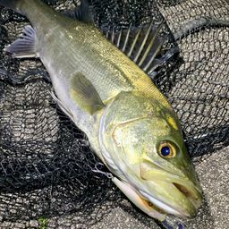 フッコ（マルスズキ）