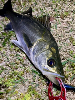 フッコ（マルスズキ）の釣果