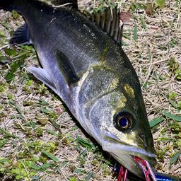 フッコ（マルスズキ）