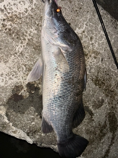 アカメの釣果