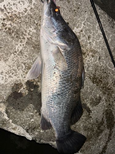 アカメの釣果