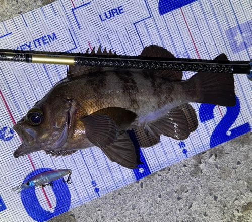 メバルの釣果
