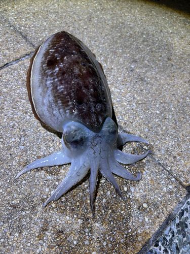 モンゴウイカの釣果