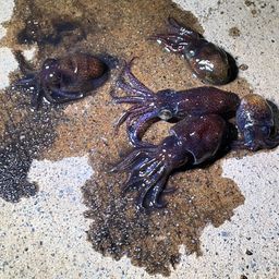 ミミイカ