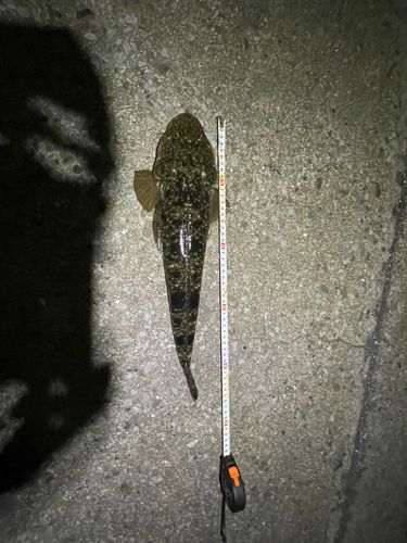 コチの釣果