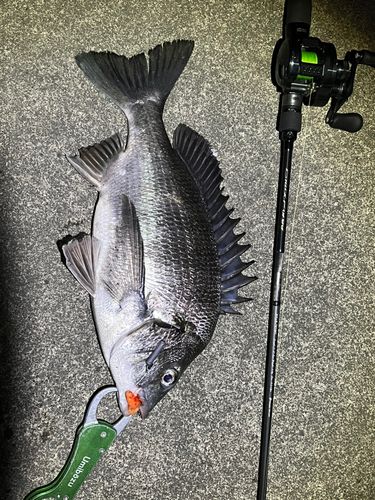 チヌの釣果