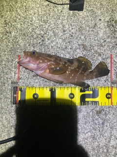 キジハタの釣果