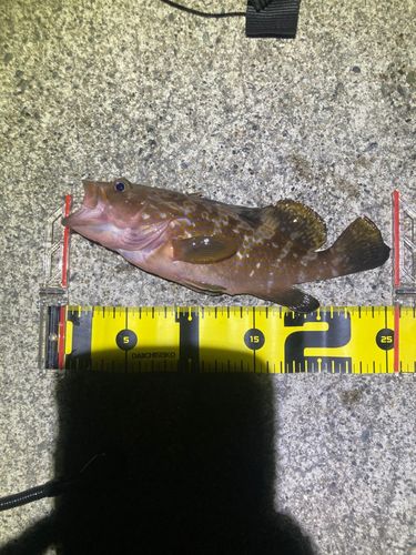 キジハタの釣果