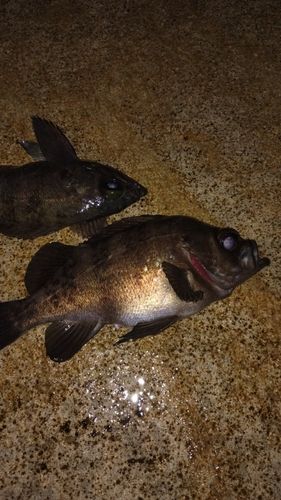 メバルの釣果