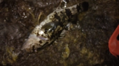 タケノコメバルの釣果