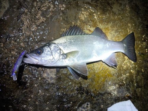 ヒラスズキの釣果