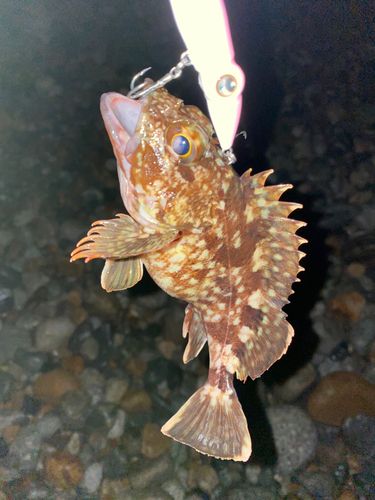 カサゴの釣果