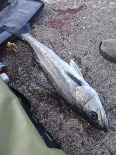 フッコ（マルスズキ）の釣果