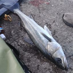 フッコ（マルスズキ）