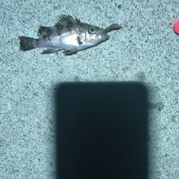 メバル