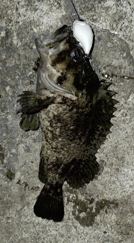 クロソイの釣果