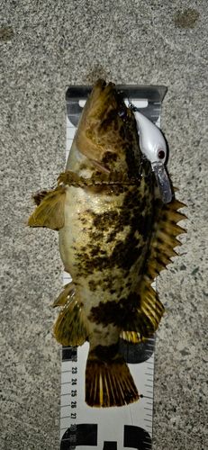 タケノコメバルの釣果
