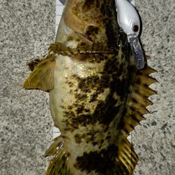 タケノコメバル