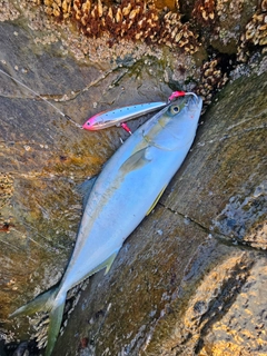 ヒラマサの釣果