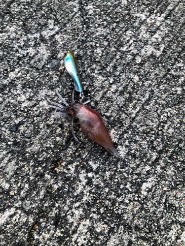 ホタルイカの釣果