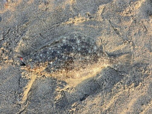 ヒラメの釣果