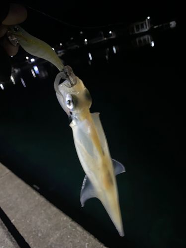 ササイカの釣果