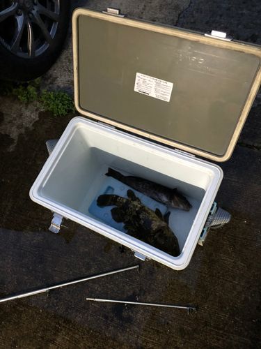 ベッコウゾイの釣果