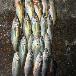 アジ